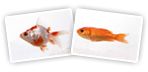 Goldfish - FantaMorph sample morphing pictures, morphing movies and morphing animation effects