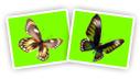 Butterfly - FantaMorph sample morphing pictures, morphing movies and morphing animation effects