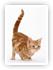 Cats Tail - FantaMorph sample morphing pictures, morphing movies and morphing animation effects