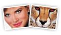 Girl to Leopard - FantaMorph sample morphing pictures, morphing movies and morphing animation effects