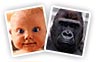 Baby and Ape - FantaMorph user sample morphing pictures, morphing movies and morphing animation effects